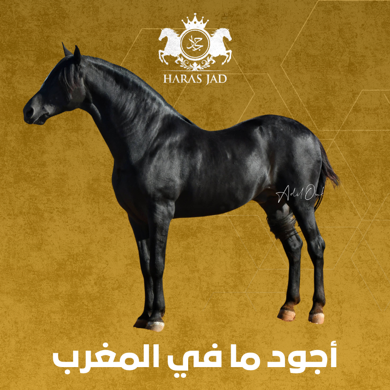 Haras Jad - حرس جاد